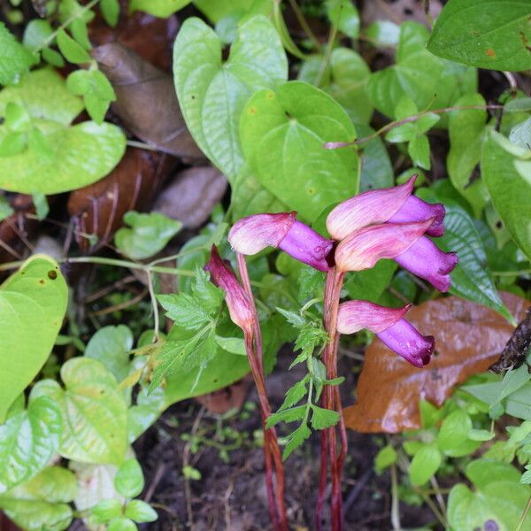 Aeginetia indica 整株植物