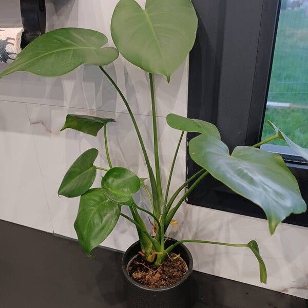 Philodendron hederaceum Habit