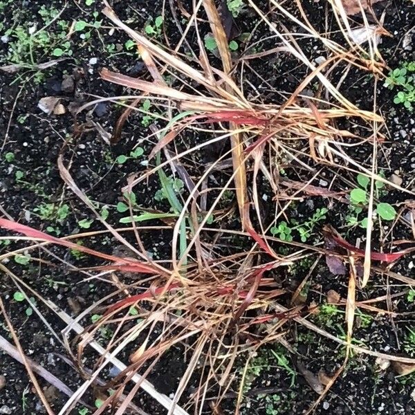 Imperata cylindrica Leaf