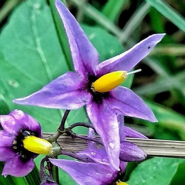 Solanum dulcamara Flower