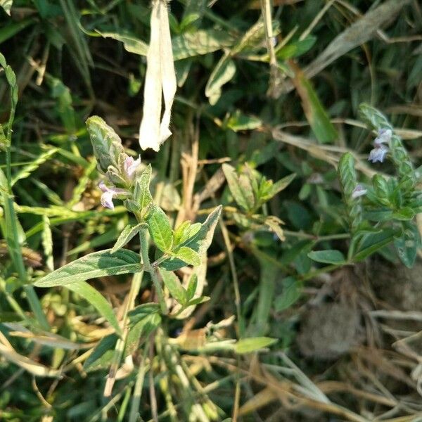 Rungia repens Flower