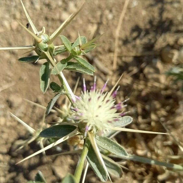 Centaurea iberica 花