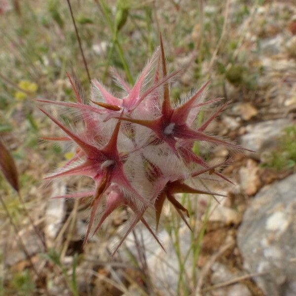 Trifolium stellatum 果實