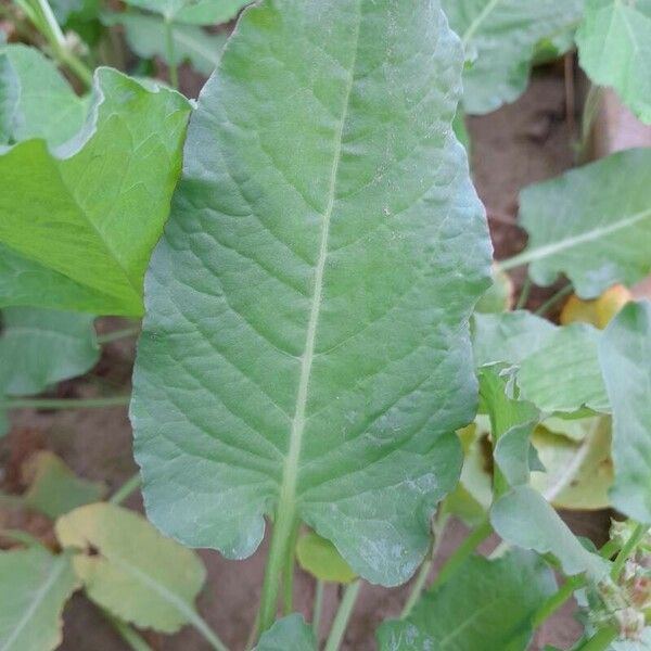 Rumex spinosus Blad