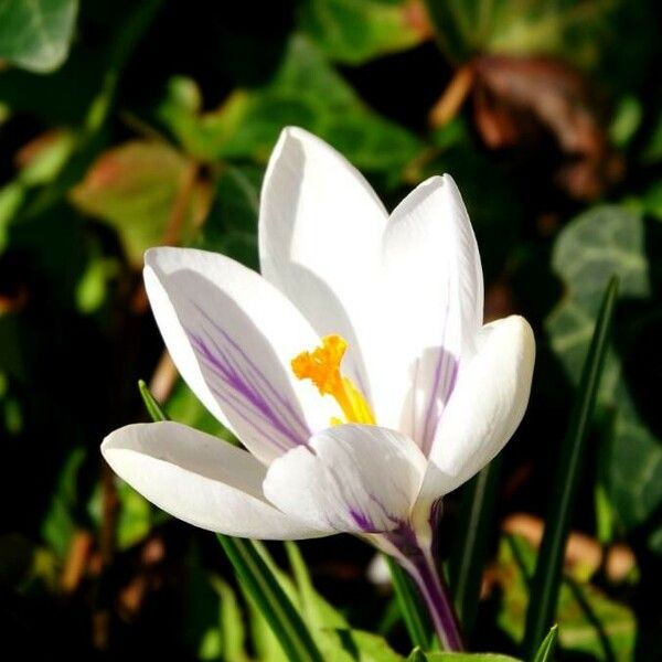 Crocus versicolor Blüte