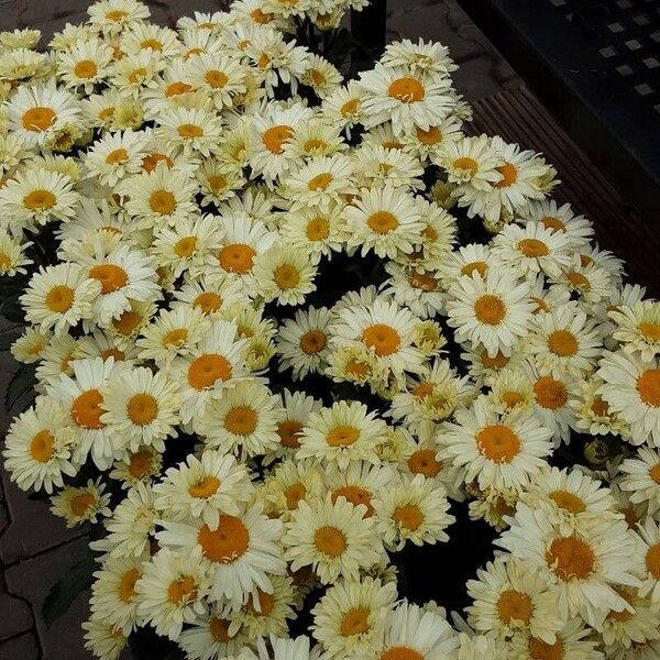 Leucanthemum maximum Характер