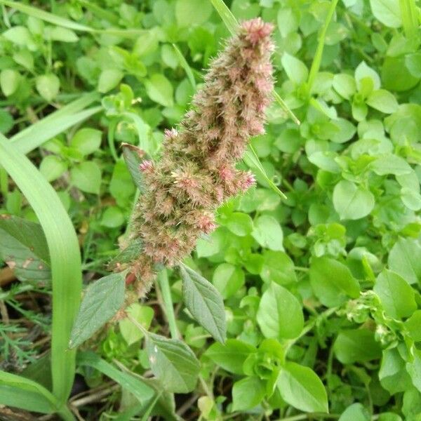 Amaranthus hybridus Цвят