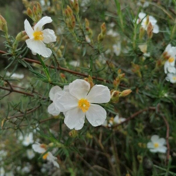 Helianthemum almeriense Floare