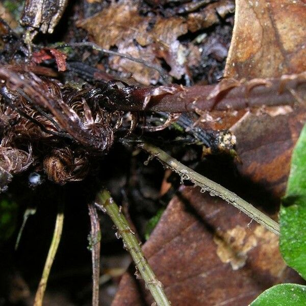 Blechnum occidentale Bark