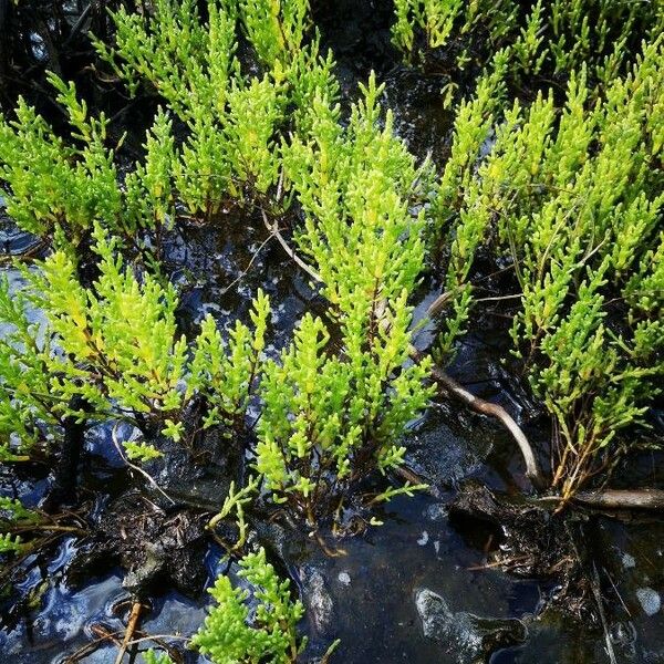 Salicornia europaea ഇല