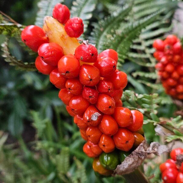 Arum cylindraceum Meyve