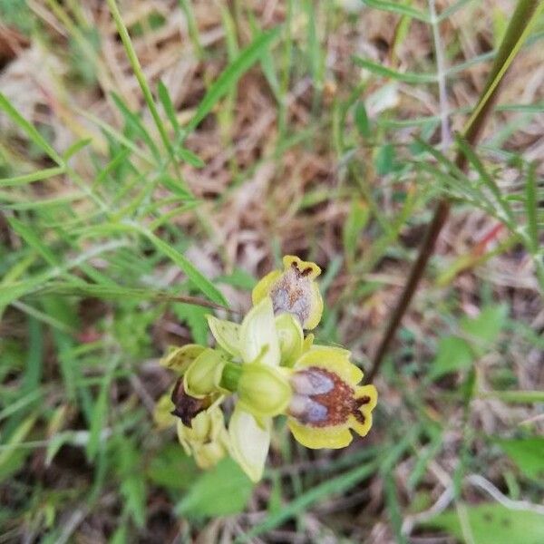 Ophrys lutea Цвят