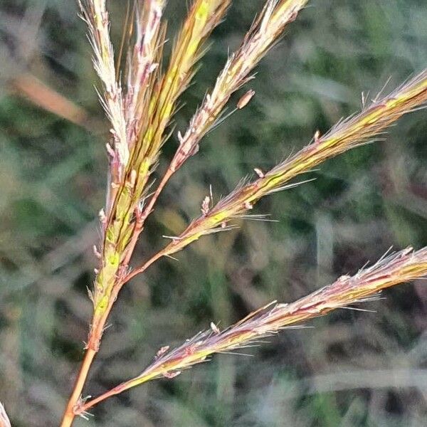 Bothriochloa insculpta Flower