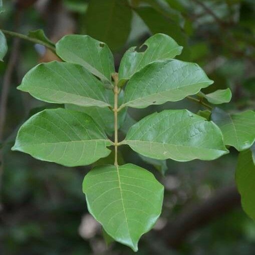 Lonchocarpus sericeus Leaf