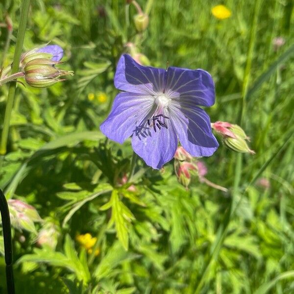 Geranium pratense Цвят