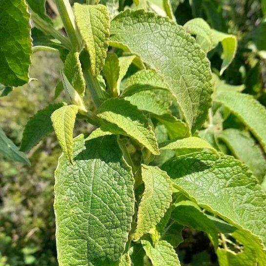 Buddleja stachyoides Φύλλο