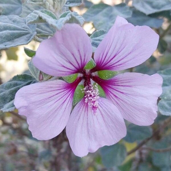 Malva subovata Cvet