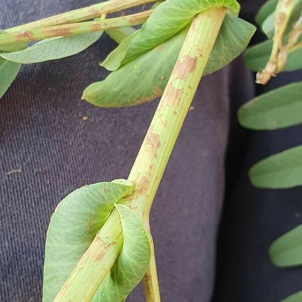 Astragalus atropilosulus Övriga