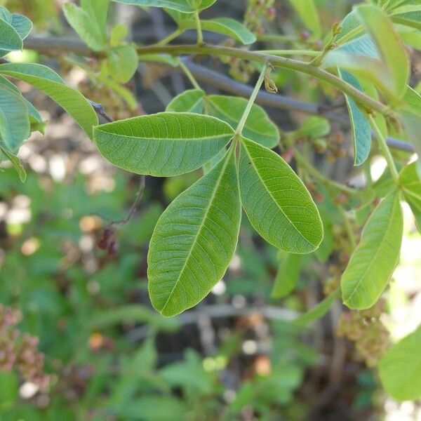 Searsia longipes Leaf