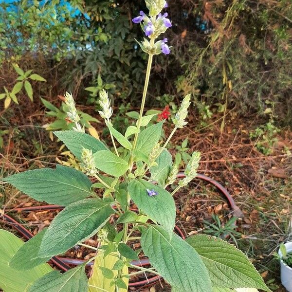 Salvia hispanica Кветка