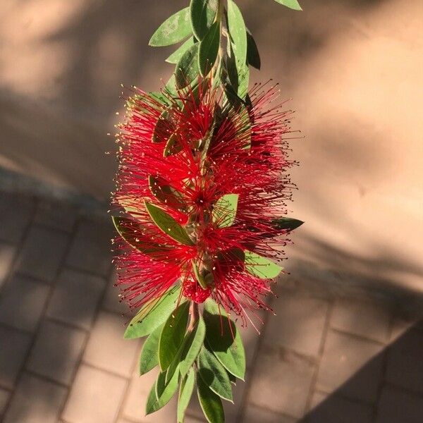 Callistemon citrinus Blüte