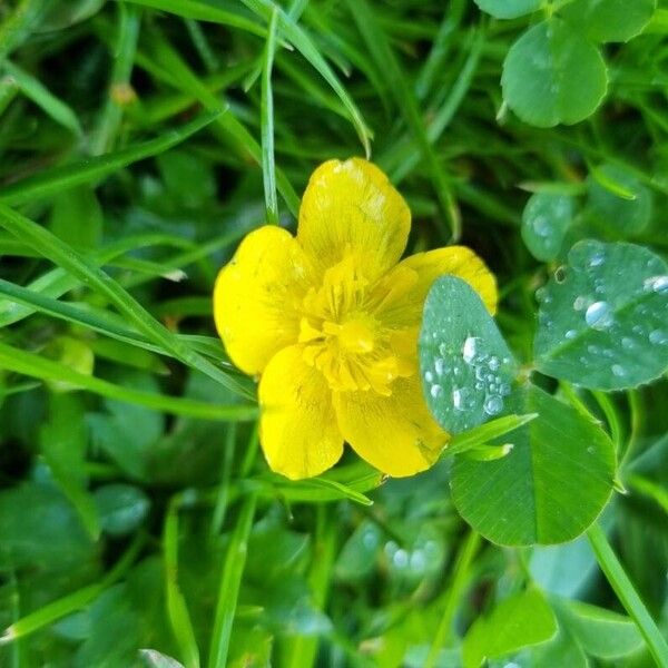 Ranunculus montanus Λουλούδι