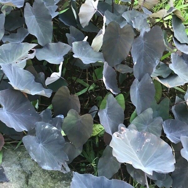 Colocasia esculenta Leaf