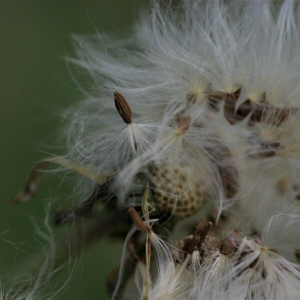 Sonchus maritimus Ffrwyth