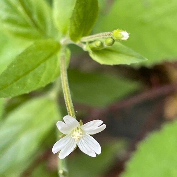 Epilobium montanum Hábito