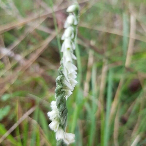 Spiranthes spiralis Flower