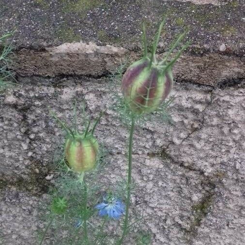 Nigella damascena Blomst