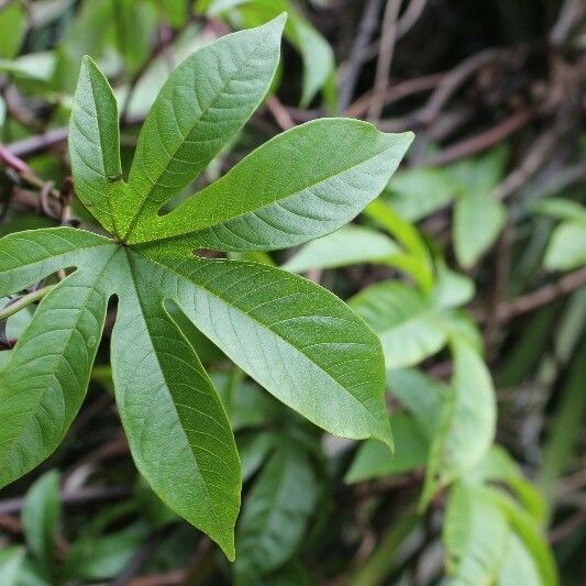 Merremia tuberosa 叶