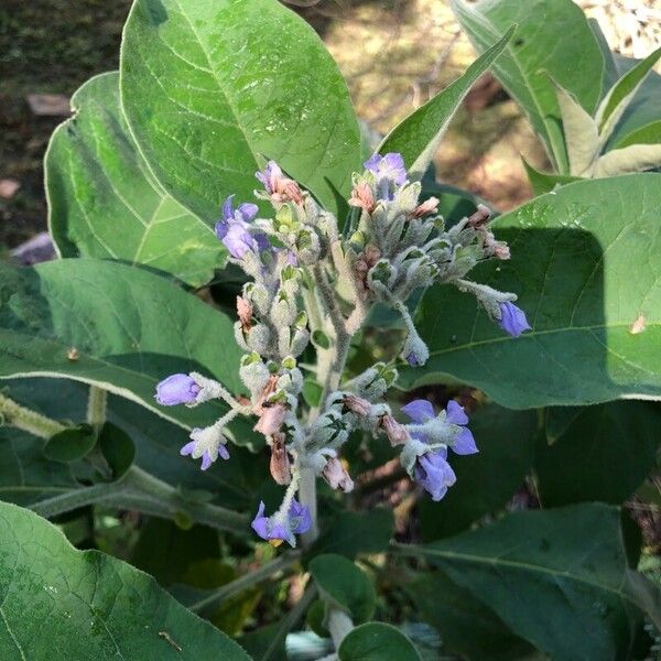 Solanum mauritianum Flower