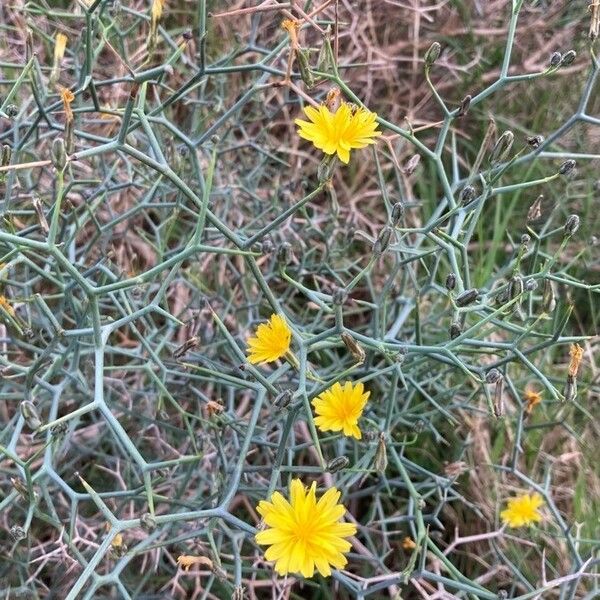 Launaea arborescens Flower