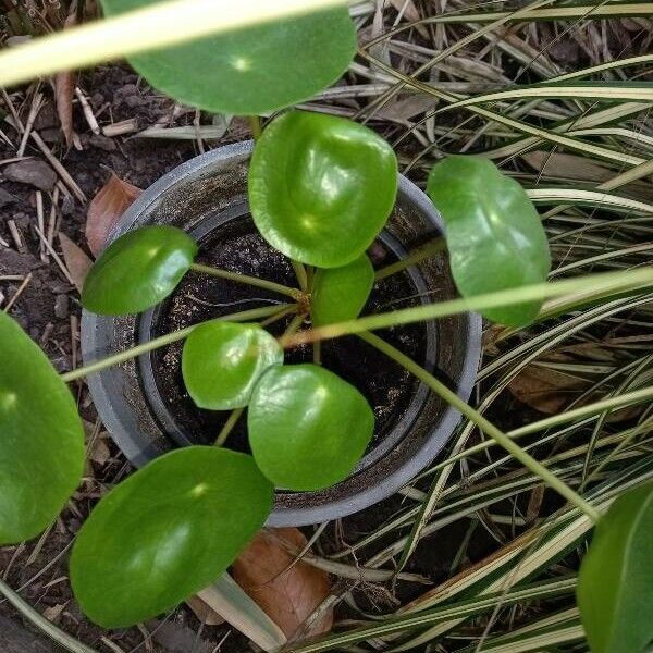 Pilea peperomioides 葉