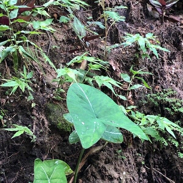 Colocasia esculenta Φύλλο