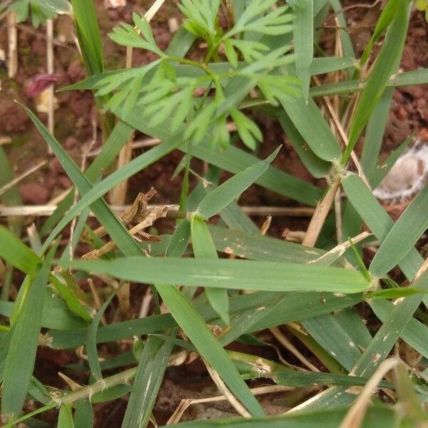 Cyclospermum leptophyllum Blatt