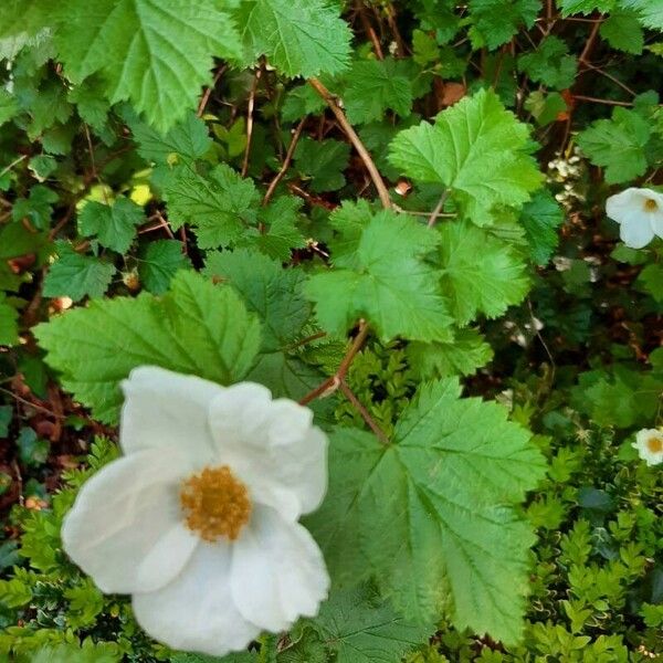 Rubus deliciosus Flor