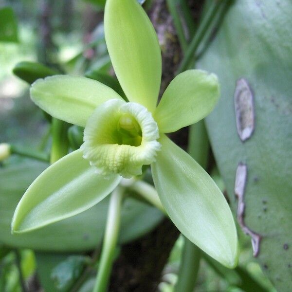 Vanilla planifolia Floare