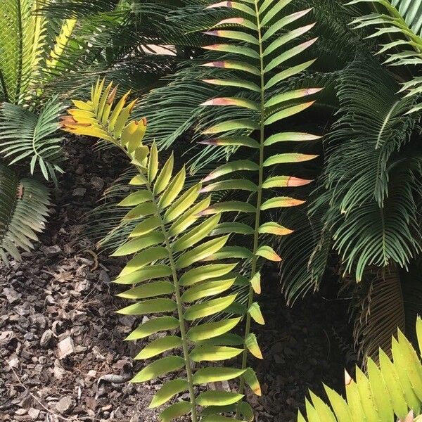 Encephalartos transvenosus (Modjadji cycad)