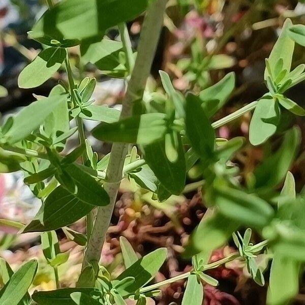 Hypericum montanum Leaf