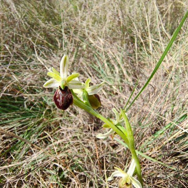 Ophrys × arachnitiformis Flower