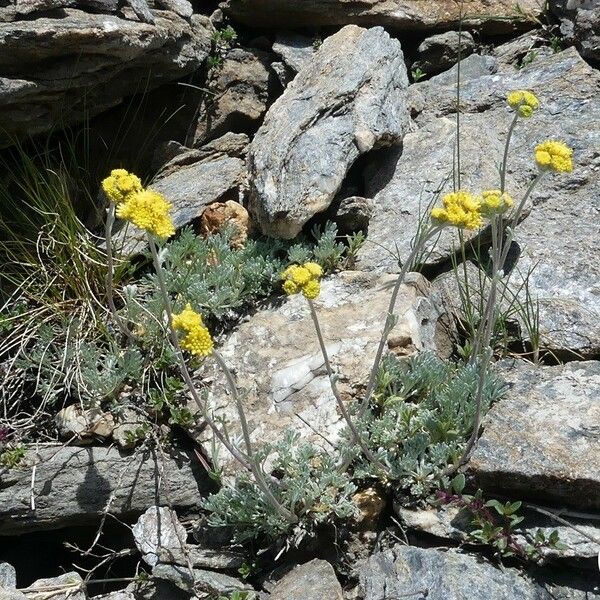 Artemisia glacialis ᱮᱴᱟᱜ