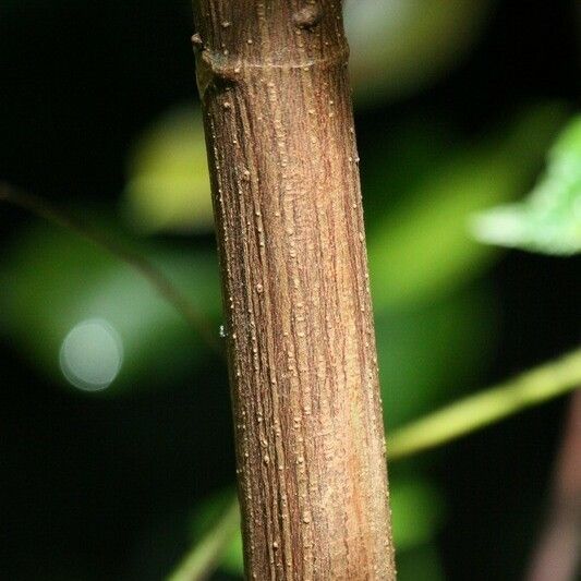 Boehmeria japonica Bark