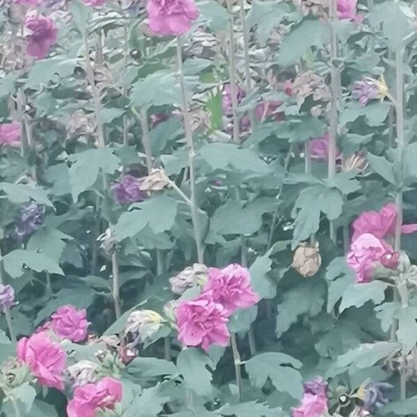 Hibiscus syriacus Flower