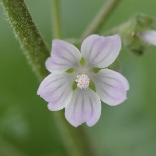 Malva punctata Цветок