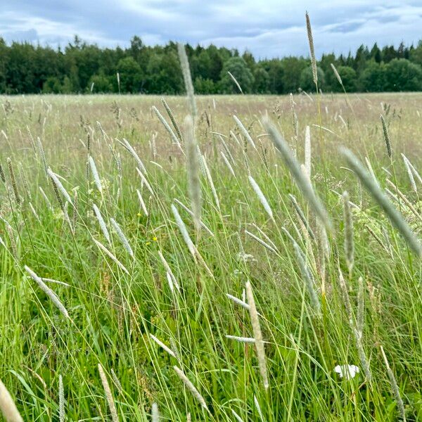 Phleum phleoides Flower