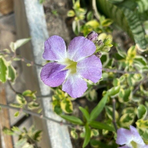 Asystasia gangetica Blomma