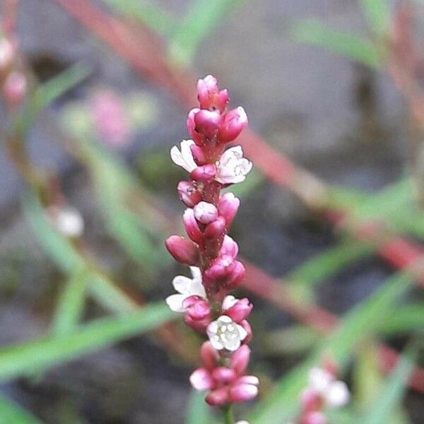 Persicaria minor ফুল