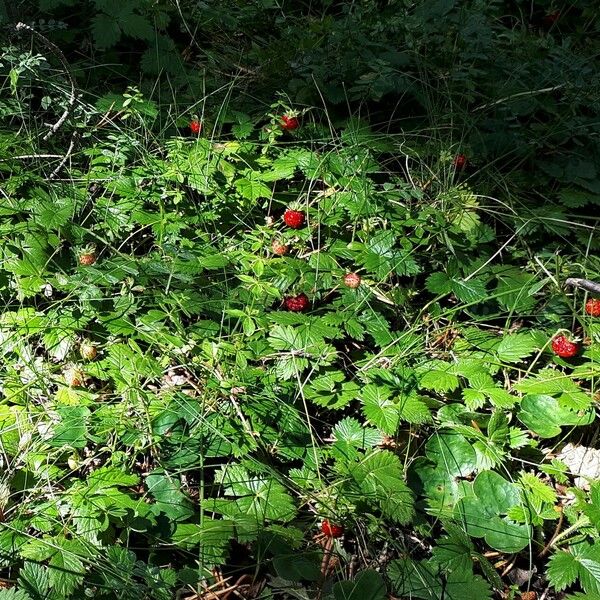 Fragaria vesca Fruit